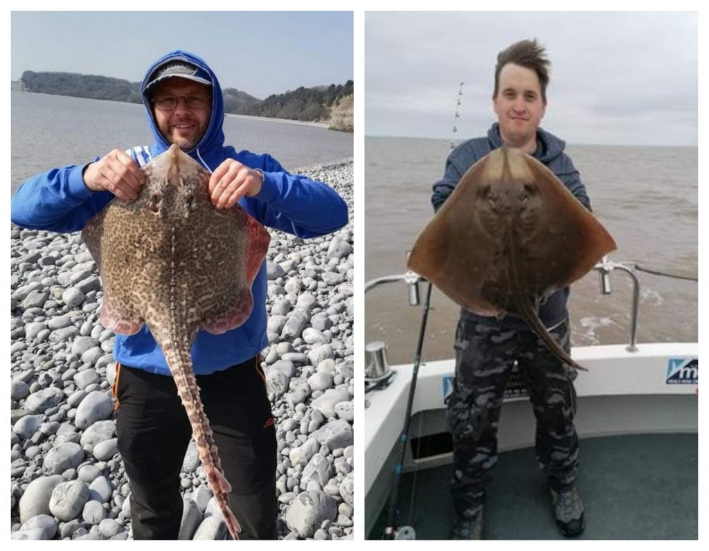 ray fishing wales