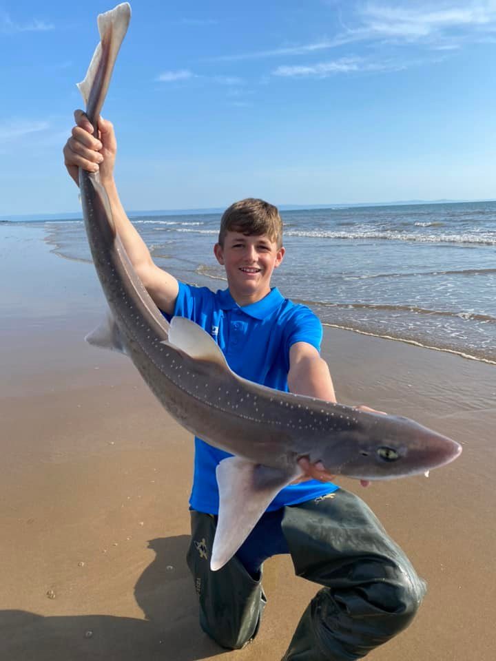 smooth hound fishing wales