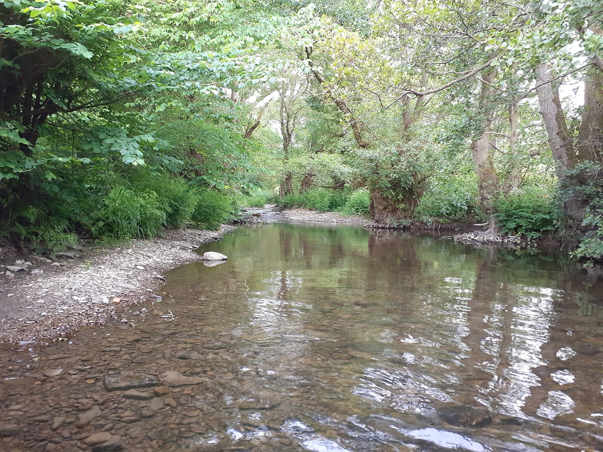 wild stream fishing