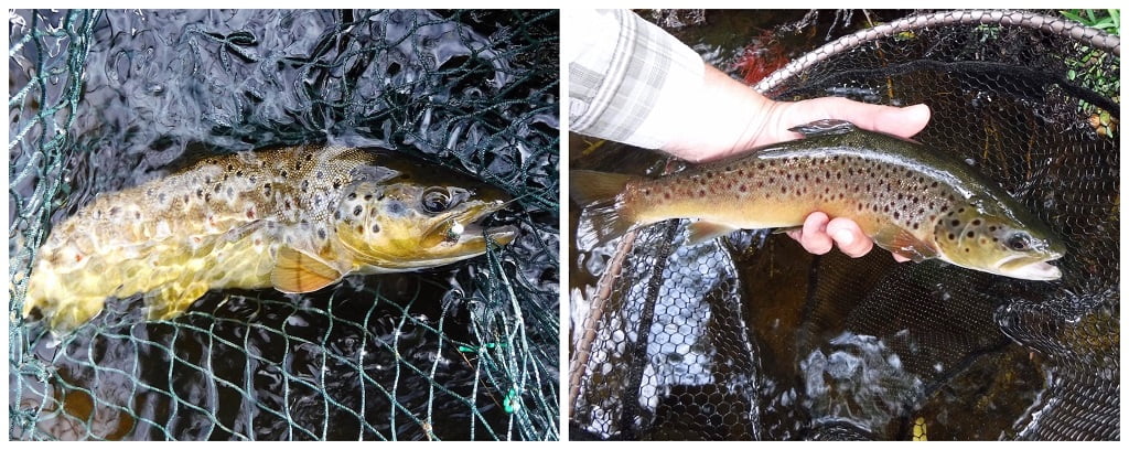 Welsh Dee: Late Summer Fly Fishing Opportunities - Fishing in Wales