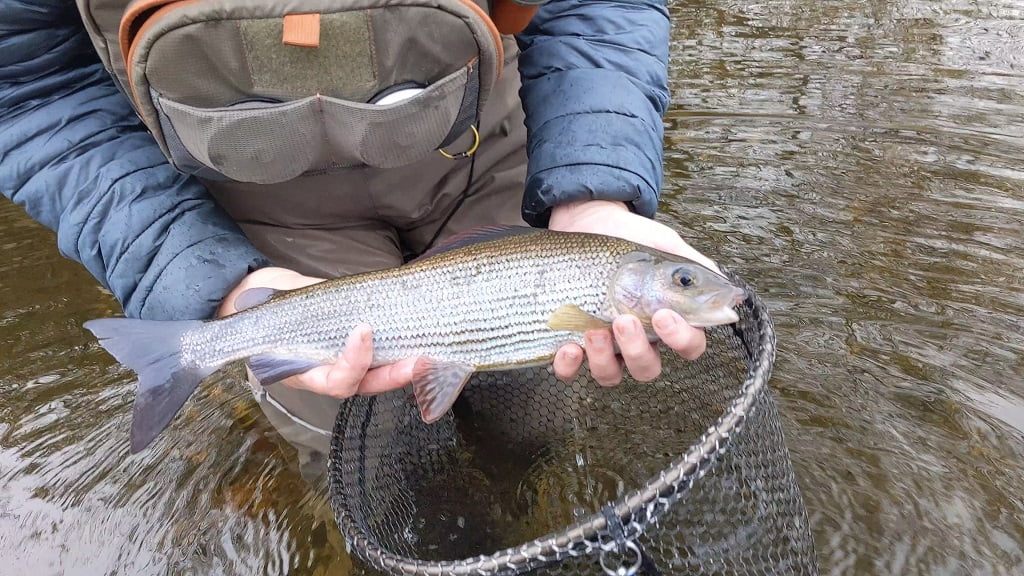 grayling fishing river irfon