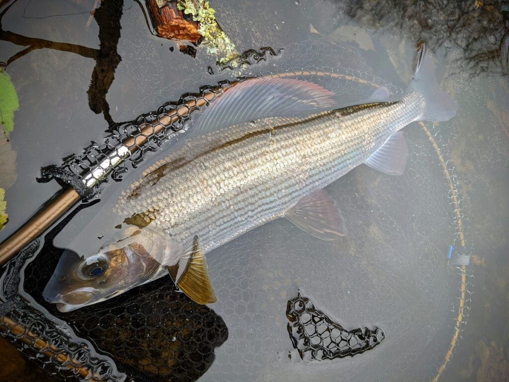 grayling fishing in wales