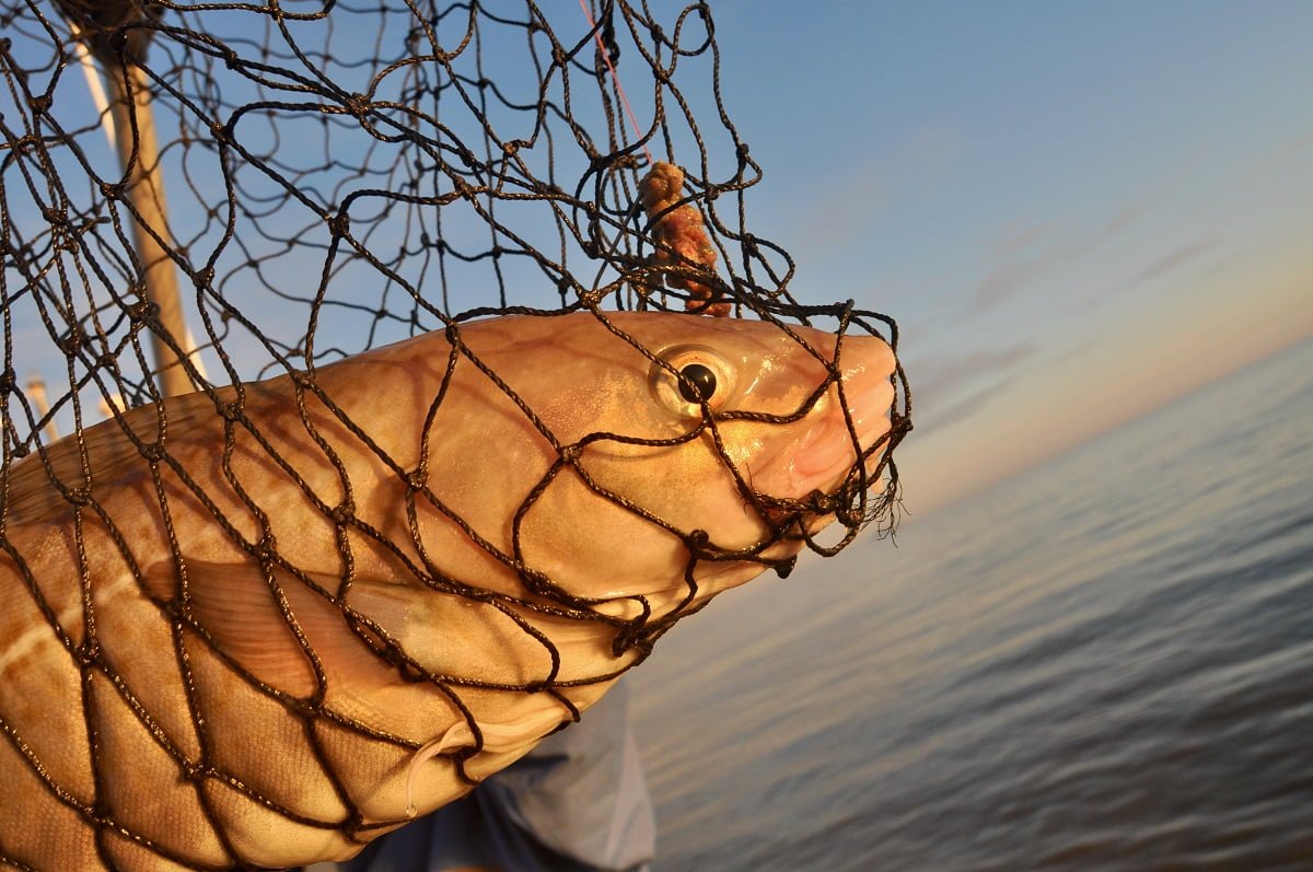 cod fishing wales