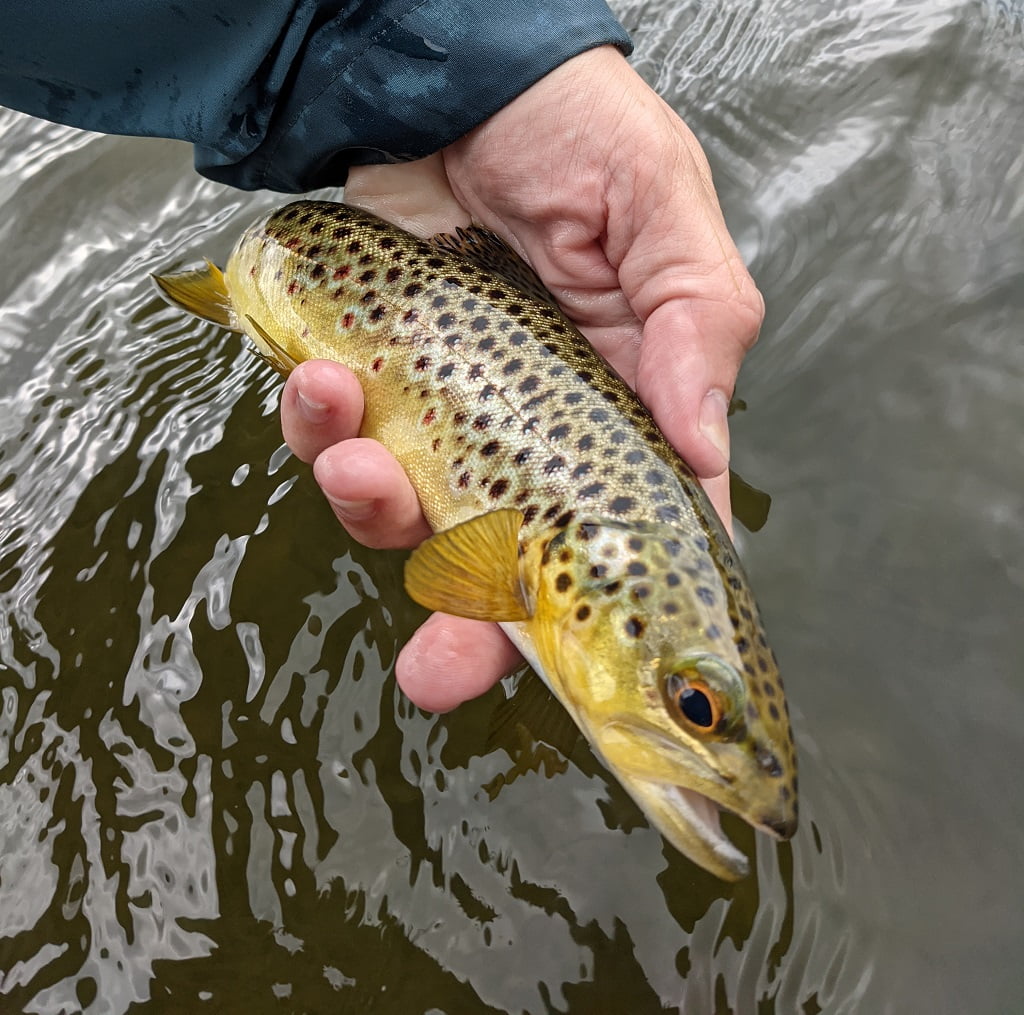 llyn cwellyn trout