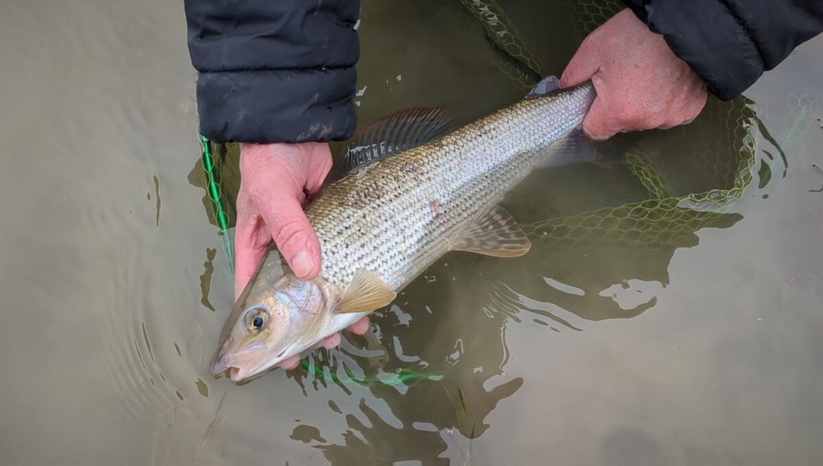 rive ithon grayling