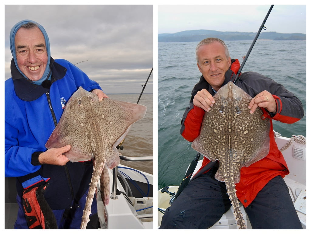 thornback rays Wales