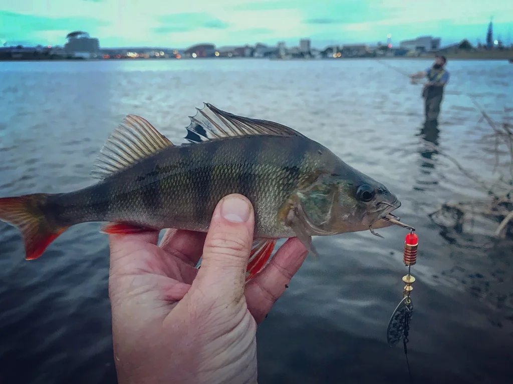 Can I successfully get a fish heavier than my rod capacity? :  r/FishingForBeginners