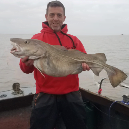 big welsh cod