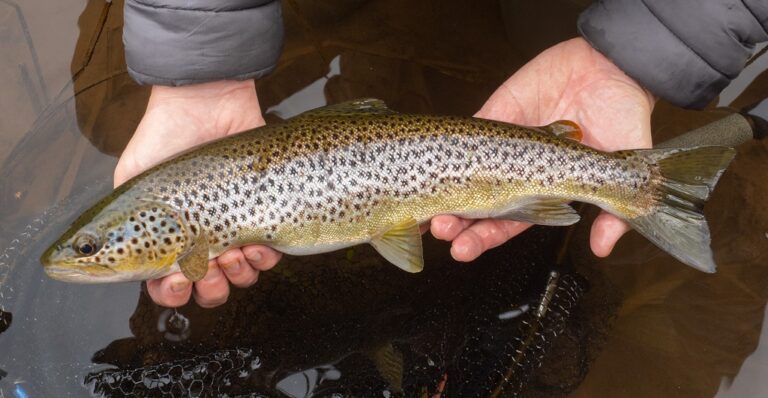 Early season on Welsh rivers – Dry fly fishing for wild trout - Fishing