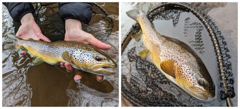 Early season on Welsh rivers – Dry fly fishing for wild trout - Fishing
