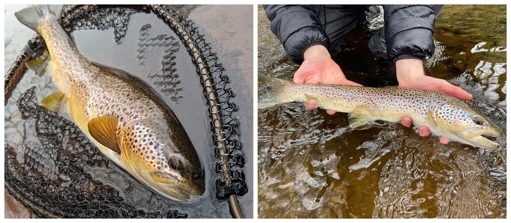 river Usk trout