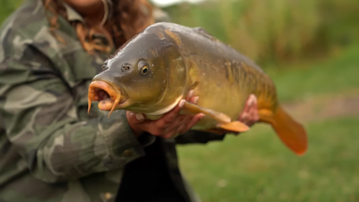 Carp Fishing in Wales Small Fishery Fun Fishing in Wales