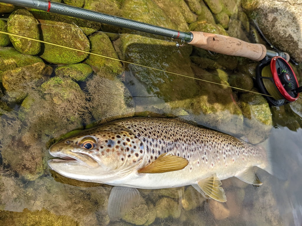 Euro Nymphing - An easy way to get into river fly fishing - Fishing in Wales