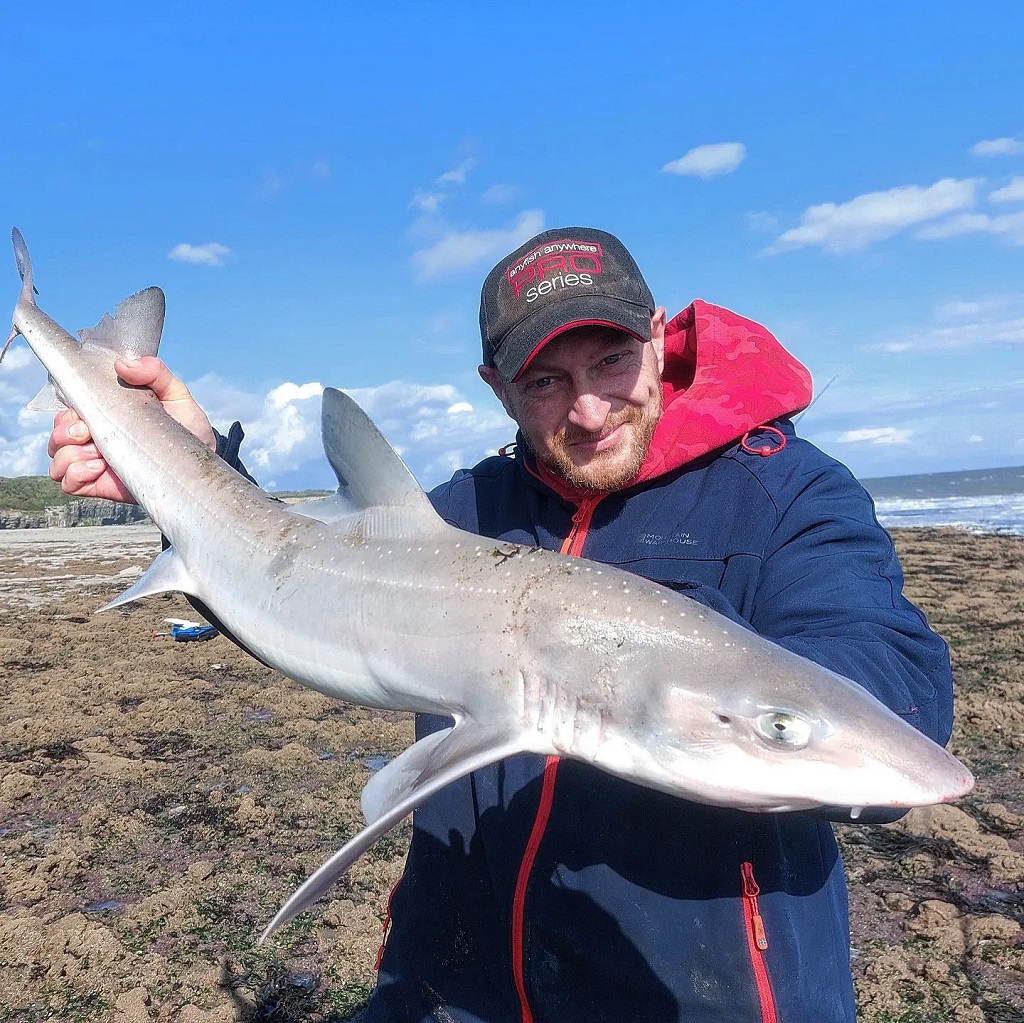 smooth-hound wales