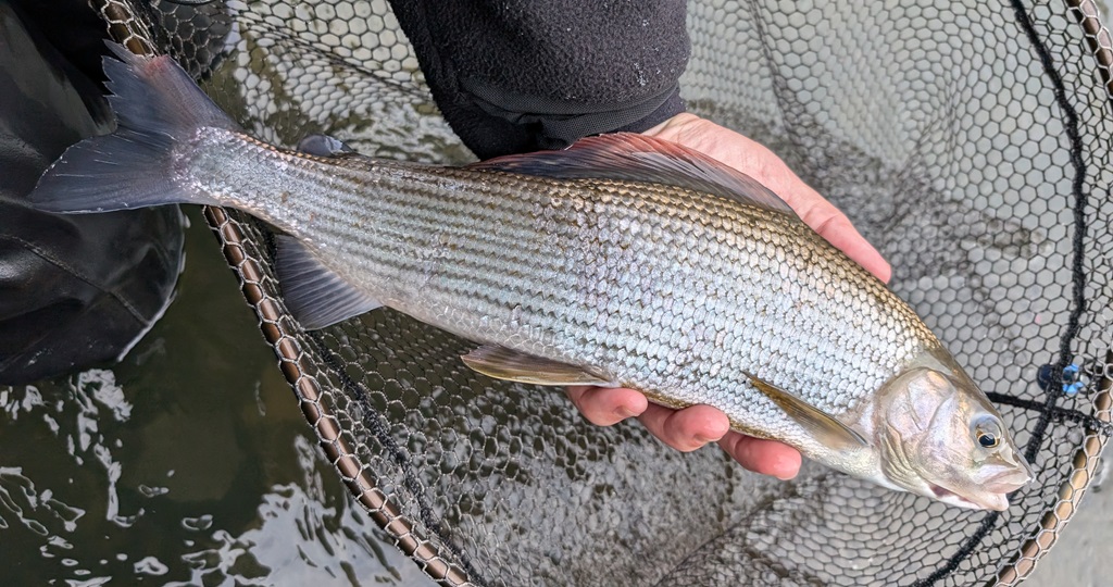 grayling river taff