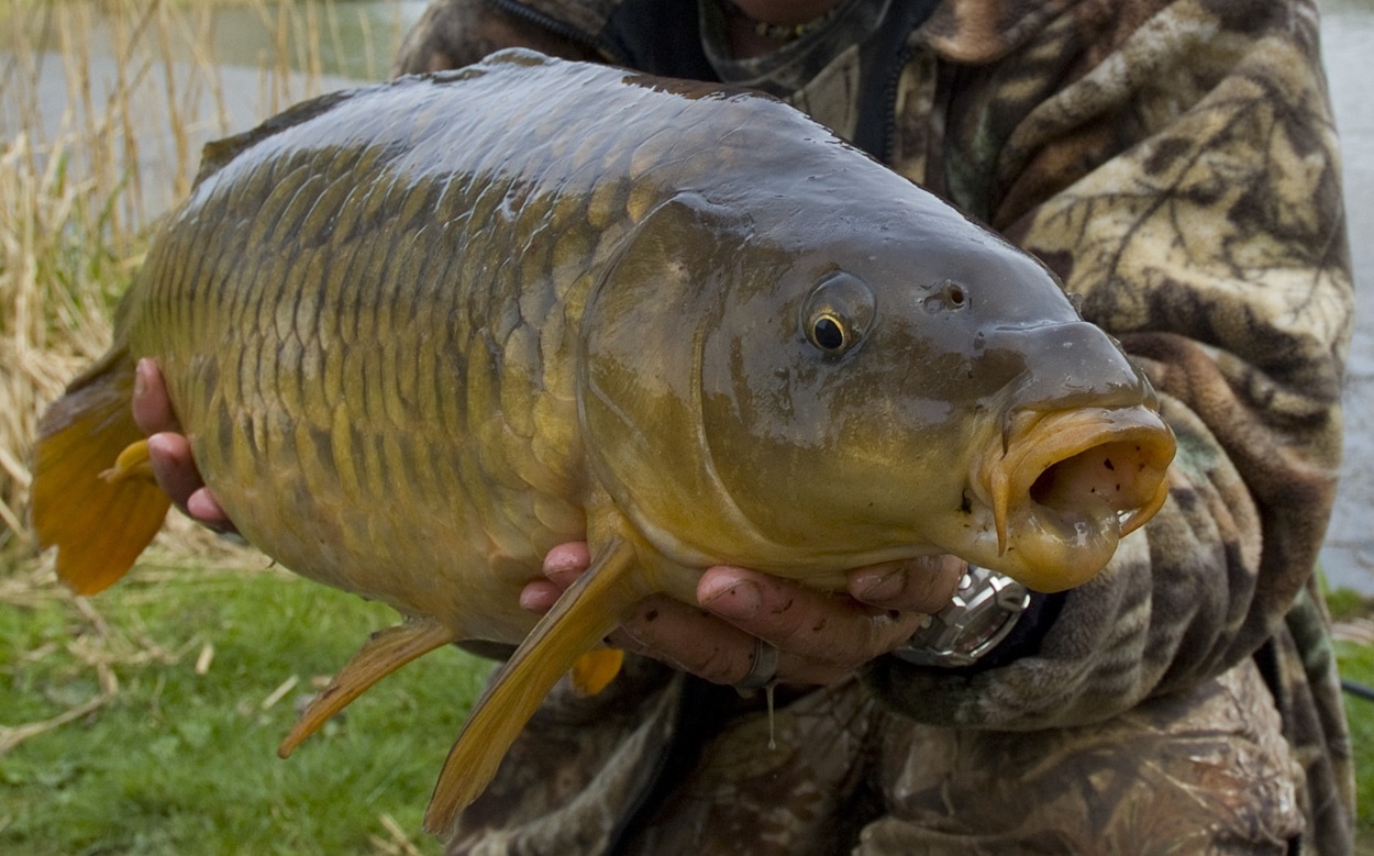 winter carp fishing wales